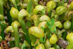 PICTURES/Oregon Coast Road - Darlingtonia Nature Site/t_P1210483.JPG